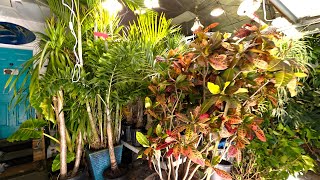 Moving Entire Plant Collection Into The Grow Room