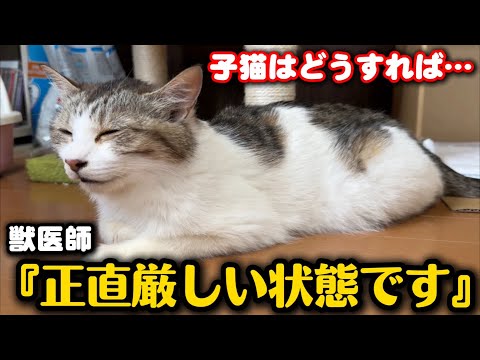 Sudden illness... What is the disease attacking this nursing mother cat?