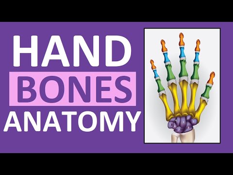 Hand Bones & Wrist Bones (Phalanges, Carpals, Metacarpals): Anatomy and Physiology