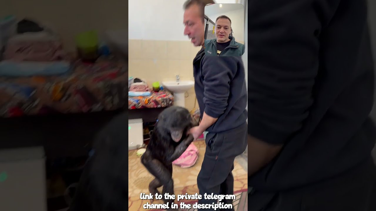 Как Проходят Первые Сутки у Шимпанзе Бони на Новом Месте?