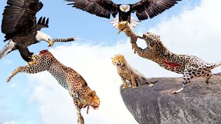 Too Dramatic! Mother Leopard Is Busy Hunting, Creating An Opportunity For Eagle To Attack Her Baby