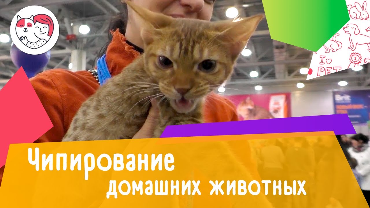 4 мифа о чипировании домашних животных