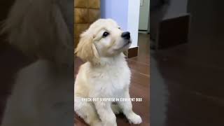 Dog's 🐕 love ❤️ cute puppy 😍 Dog lovers whatsapp status video | Tiktok videos | Thedogs Planet