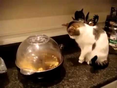 Freshpet Holiday Feast - 13 Dogs and 1 Cat Eating with Human Hands