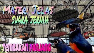 Download lagu SIMULASI LOMBA MURAI BATU PALING AMPUH mp3