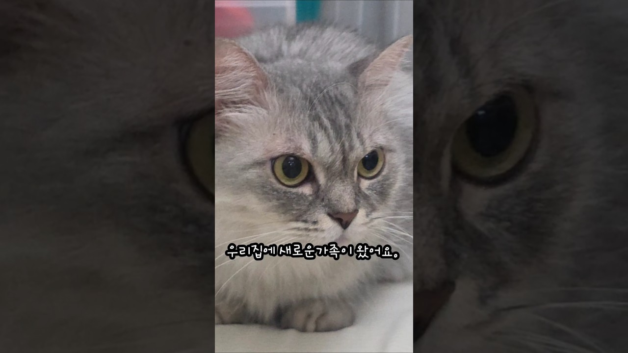 성묘입양 1일차 #고양이입양 #하노이 #성묘입양 #하노이 고양이