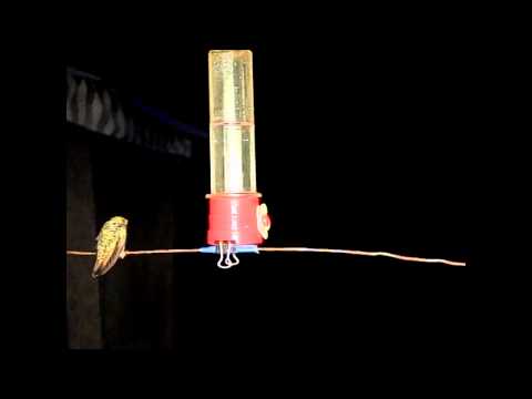 300fps slow motion hummingbird chase-off - male and female allen's V11178
