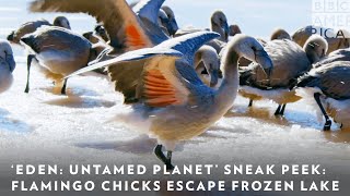 ‘Eden: Untamed Planet’ Sneak Peek: Flamingo Chicks Escape Frozen Lake 🦩 BBC America & AMC