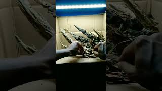 Download lagu hardscape aquascape kayu rentek mp3