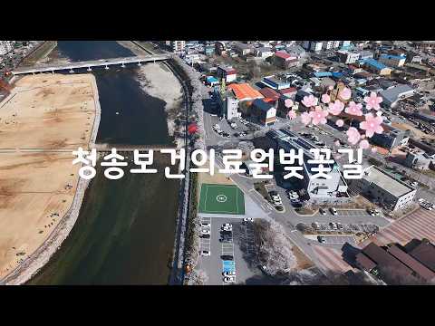 [온통청송] 청송의료원 벚꽃길