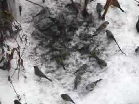 Redpoll flock under the feeders