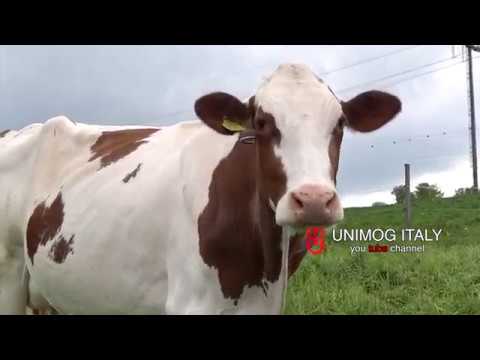 Fábrica de Emmental na Suíça - Como eles fazem isso! - Emmentaler Schaukaeserei