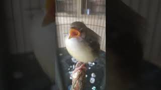 Download lagu burung ciblek anakan, SUBSCRIBE mp3