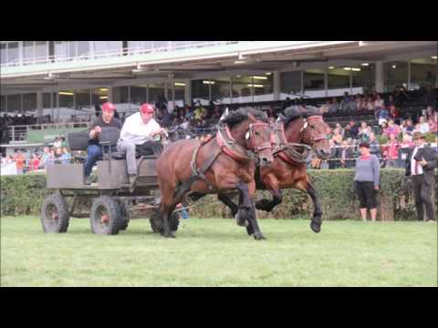 Koně v akci - Gira a Greta Pardubice 24.- 26.8.2018