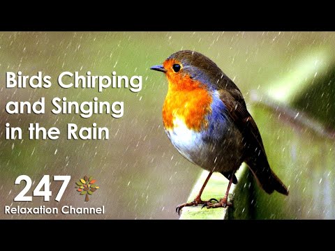 Birds Chirping and Singing in Rain, Relaxation, Meditation, Nature Sounds