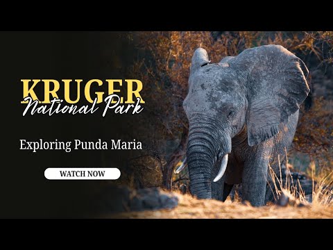 This Kruger Camp Feels Completely Different… (Punda Maria)