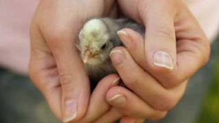 il pulcino ballerino e tante foto di pulcini (in alta qualita)