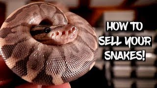 How to sell your snakes at a reptile show