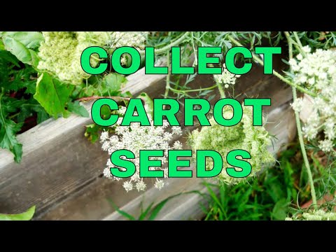 Carrot Seeds