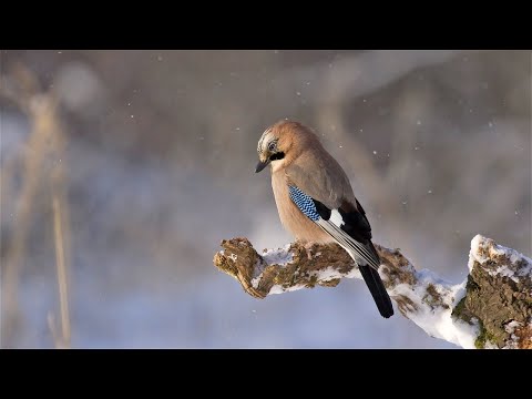 Relaxing Music with Birds Singing - Beautiful Relaxation - Taschini Francesca pace natura relax