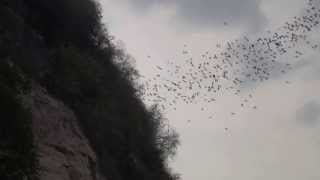 preview picture of video 'Fledermäuse bei Battambang'