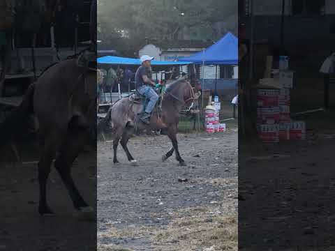 700 por el potro tiangue de Nueva Guadalupe, San Miguel, miércoles 10 de diciembre 2025