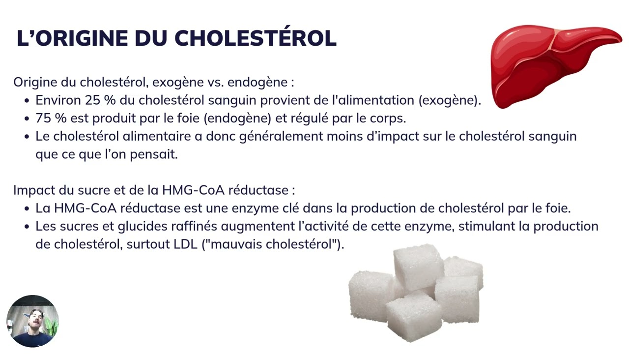 Les fonctions des lipides
