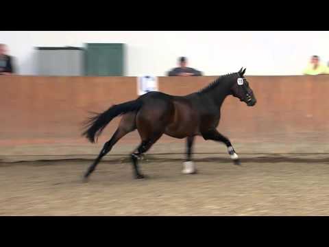 19 Canoso Quintender