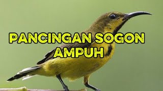 Download lagu Pancingan bunyi sogon bahan mp3