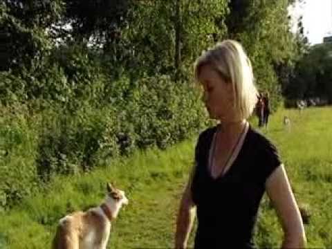 Podenco-Spielplatz Köln von www.hunde-aus-mallorca.de, WDR-Beitrag