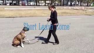 Short Leash Come