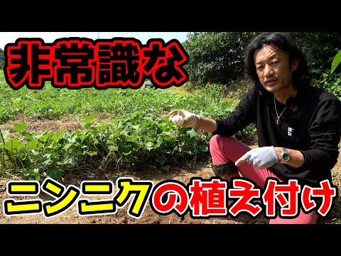 園芸 ゾウニンニク、大頭ニンニク、オリエンタルニンニク