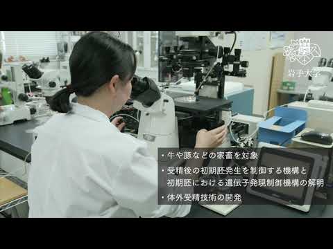 農学部　動物科学・水産科学科 動物科学コース　研究室紹介動画（澤井健教授研究室・動物生殖工学研究室）専門分野：動物生産科学