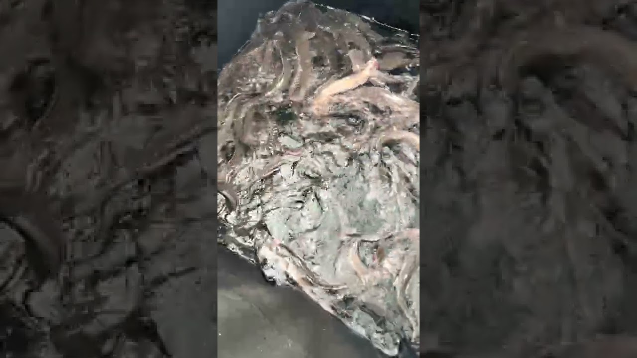 Our Backyard Catfish Setup