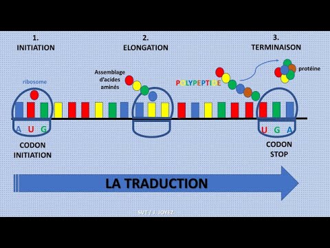 La traduction de l'ARNm en protéines