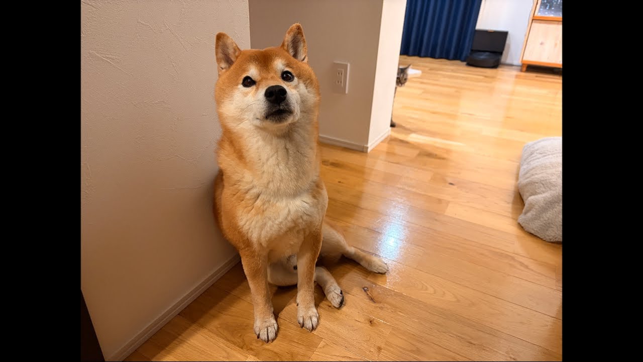 今夜は急遽ライブ配信になりました！柴犬ハチ家の最近のお話。