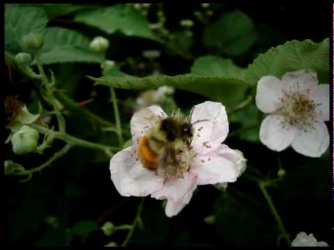 RAS INDIO feat. LUTAN FYAH - "DIGITAL" - Youtube video.mpg