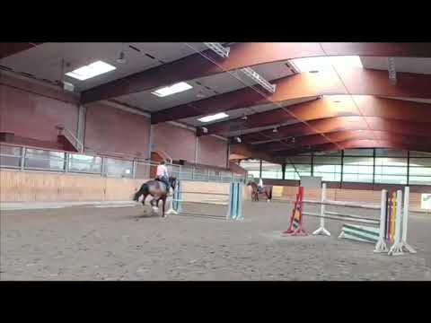 Holsteiner mare, Uriko-Quirado-Lasino-Alcatraz, 2013