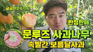 문루즈 모르면 후회하는 24가지  문루즈 사과나무 신이내린 사과