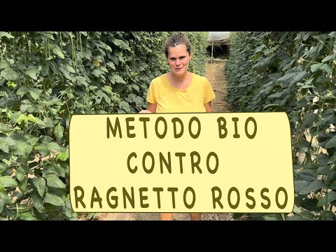 , title : 'RAGNETTO ROSSO - rimedi BIO'