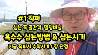 옥수수심는방법 #1 직파 그리고 심는시기 골간격 심는간격 장단점 대학찰옥수수 [옥수수재배방법]