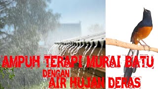 Download lagu terapi murai batu dengan suara air hujan mp3