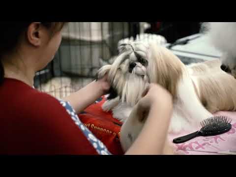 JOGJA ADISONA 2017 (DOG Show 2017 day 1 highlight)