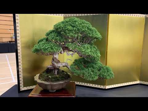 ExpoBonsai UK Show 2022 at the K2