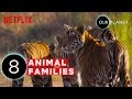 Cute Baby Animals and Their Moms | Our Planet | Netflix