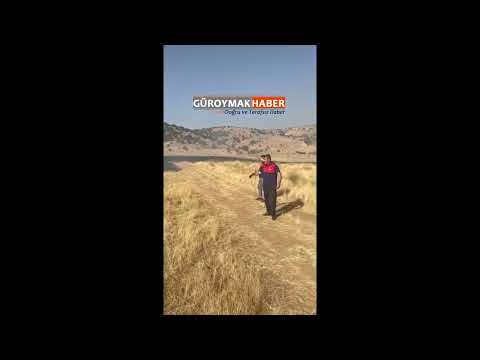 Güroymak'ta Arazi Yangını Erken Müdahaleyle Ormana Sıçramadan Söndürüldü