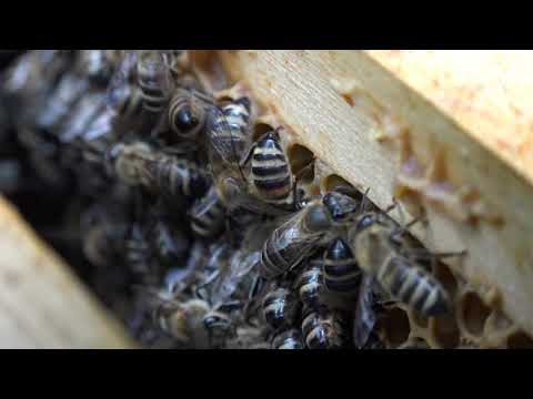 Boja meda ep. 181 24.08.2021. NAJAVA