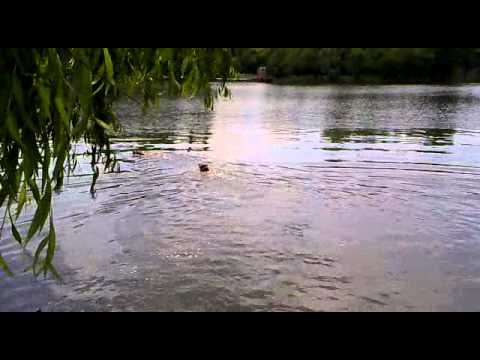 Amstaff - Devil to Dok's Pride (Beks & Anya - Swimming)