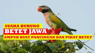 Download lagu Suara betet jawa untuk pancingan dan pikat betet mp3