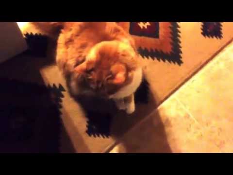 Crazy Sybil cat. Lover and psycho all at once